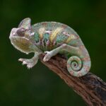 Meccha Chameleon: O Segredo da Multidão e o Desafio dos Jogadores