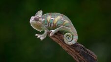 Meccha Chameleon: O Segredo da Multidão e o Desafio dos Jogadores