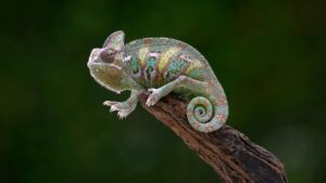 Meccha Chameleon: O Segredo da Multidão e o Desafio dos Jogadores