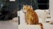 Mewgenics: A Promessa de um Jogo Imperdível para 2026
