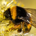Bumblebee: O Filme dos Transformers Que Conquistou o Coração dos Fãs