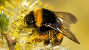Bumblebee: O Filme dos Transformers Que Conquistou o Coração dos Fãs