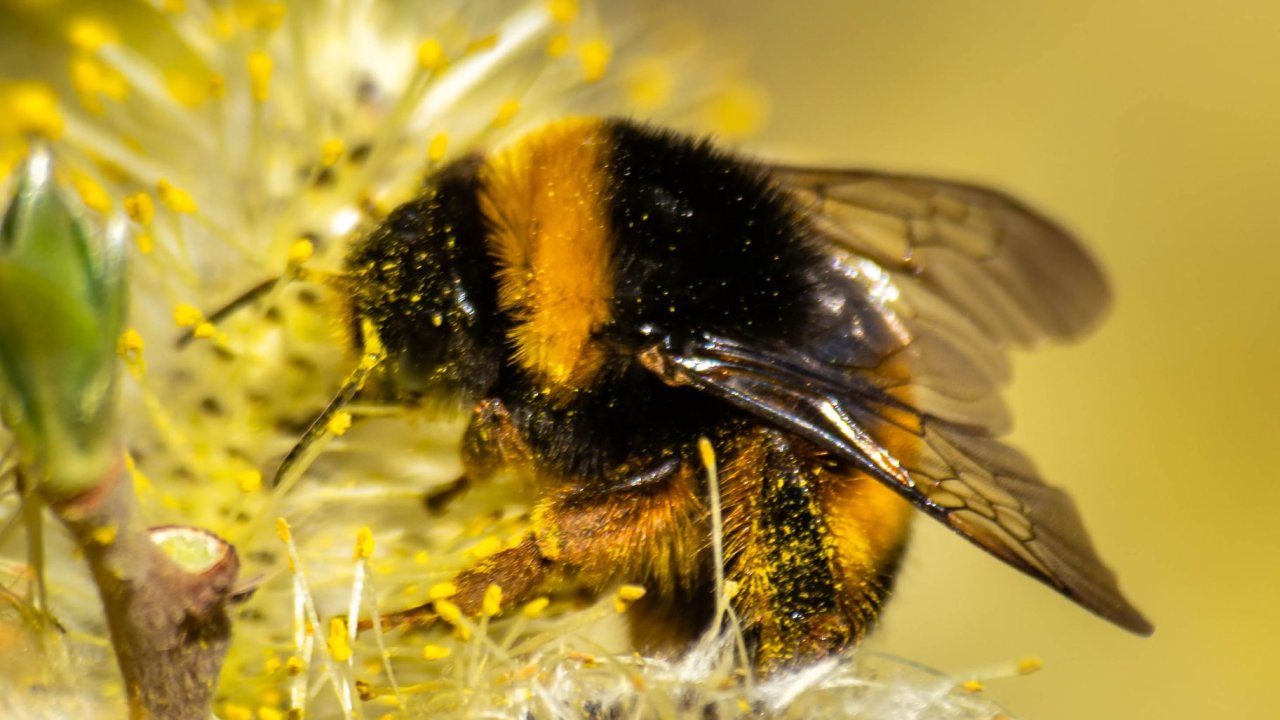 Bumblebee: O Filme dos Transformers Que Conquistou o Coração dos Fãs